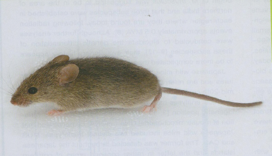 小家鼠Mus musculus