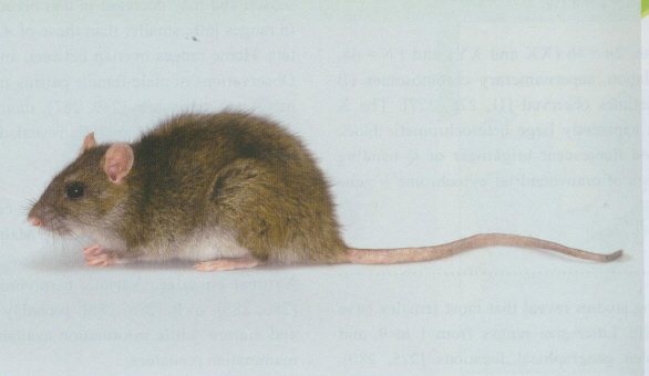 溝鼠Rattus norvegicus