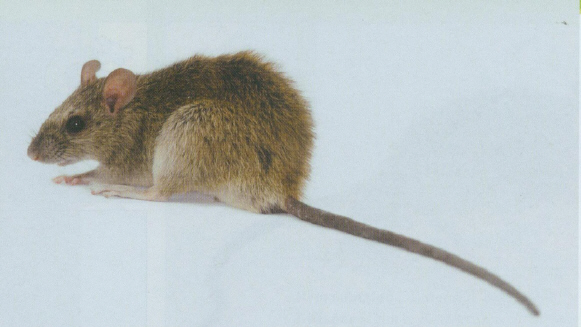 家鼠Rattus tanezumi